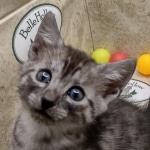 Anubis Mau smoke male DOB 6-12-2