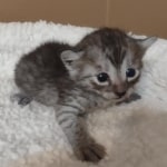 Mau smoke male DOB 6-12-22