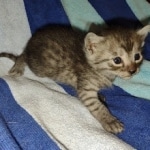 Mau smoke male DOB 6-12-22