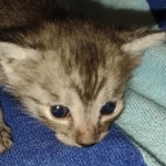 Mau smoke male DOB 6-12-22