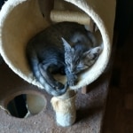 Anubis Mau smoke male DOB 6-12-22