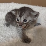 Mau smoke male DOB 6-12-22