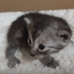 Mau smoke male DOB 6-12-22