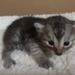 Mau smoke male DOB 6-12-22