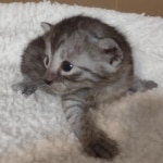 Mau smoke male DOB 6-12-22