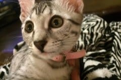 Asiyah Egyptian Mau Silver Female DOB 9-15-14