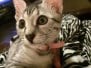 Asiyah Egyptian Mau Silver Female DOB 9-15-14