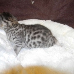 Mau Silver Female Asiyah DOB 9-15-14 005-800