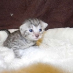 Mau Silver Female Asiyah DOB 9-15-14 006-800