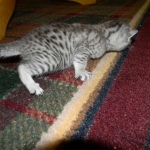 Mau Silver Female Asiyah DOB 9-15-14 008-800