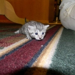 Mau Silver Female Asiyah DOB 9-15-14 010-800