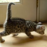 Mau Silver Female Asiyah DOB 9-15-14 013-800