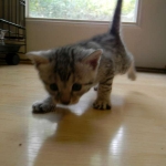 Mau Silver Female Asiyah DOB 9-15-14 014-800