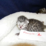 Mau Silver female #2 DOB 9-15-14 001-800