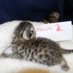 Mau Silver female #2 DOB 9-15-14 002-800