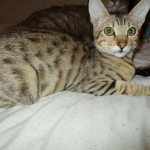 Bellehollow 24 karat, Savannah, F-7SBT, DOB 9/27/16