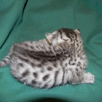 Sparta, Egyptian mau, Silver Male