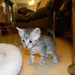 Sparta, Egyptian mau, Silver Male