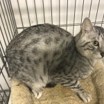 Sparta, Egyptian mau, Silver Male