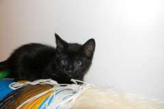 Catman - F-6A Black on Black Savannah Male