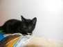 Catman - F-6A Black on Black Savannah Male