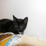 Savannah F-6 Black on Black Male dob 4-11-14 006-800