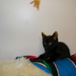 Savannah F-6 Black on Black Male dob 4-11-14 024-800