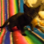 Savannah F-6A Male Black on Black DOB 4-11-14 004-800