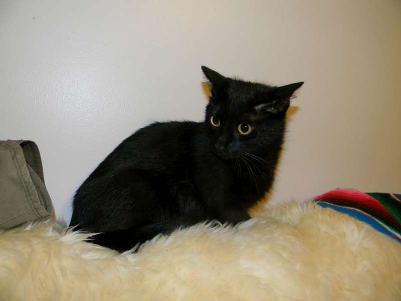 BB DSH EM X Siamese 004-800
