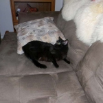 BB DSH EM X Siamese 003-800