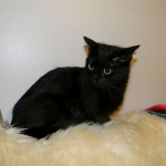 BB DSH EM X Siamese 004-800