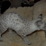 01 Savannah Bliss F-2B Snow