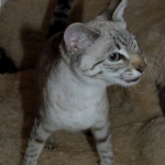 02 Savannah Bliss F-2B Snow