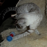 03 Savannah Bliss F-2B Snow