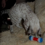 04 Savannah Bliss F-2B Snow