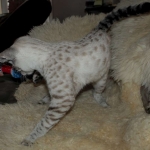 06 Savannah Bliss F-2B Snow