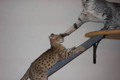 Butterbeans F-2B savannah female Brown Spotted DOB 9-8-14