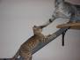 Butterbeans F-2B savannah female Brown Spotted DOB 9-8-14