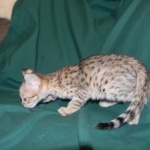 Savannah Butterbeans F-2B female DOB 9-8-14 013