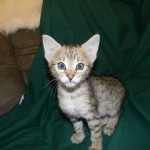 Savannah Butterbeans F-2B female DOB 9-8-14 019