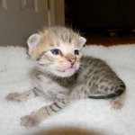 Savannah F-2B Brown Spotted tabby female DOB 9-8-14 003-800