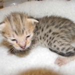 Savannah F-2B Brown Spotted tabby female DOB 9-8-14 004-800