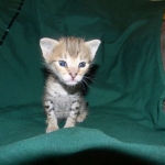 Savannah F-2B Brown Spotted tabby female DOB 9-8-14 009-800