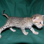 Savannah F-2B Brown Spotted tabby female DOB 9-8-14 011-800
