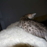 Savannah F-2B Brown Spotted tabby female DOB 9-8-14 030-800