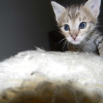 Savannah F-2B Brown Spotted tabby female DOB 9-8-14 032-800