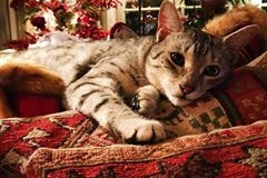 Cecil Silver Egyptian Mau Male #3 DOB 9-11-15