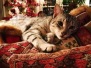 Cecil Silver Egyptian Mau Male #3 DOB 9-11-15