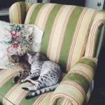 Cecil Silver Egyptian Mau Male DOB 9-11-15