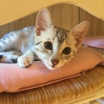 Cecil Silver Egyptian Mau Male DOB 9-11-15